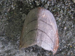 Pseudalbara parvula