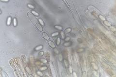 Cheilymenia coprinaria