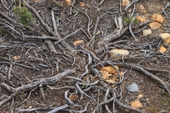 Aspalathus rigidifolia