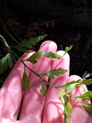 Asplenium bulbiferum x a flaccidum