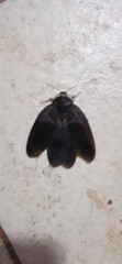 Polyphaga aegyptiaca