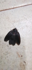 Polyphaga aegyptiaca