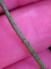 Asplenium bulbiferum x a flaccidum