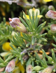 Aspalathus rigidifolia