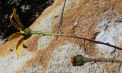 Osteospermum polygaloides polygaloides