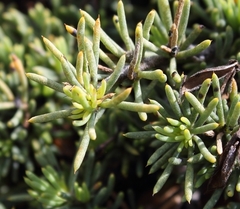 Aspalathus rigidifolia