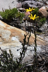 Osteospermum polygaloides polygaloides
