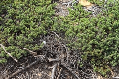 Aspalathus rigidifolia