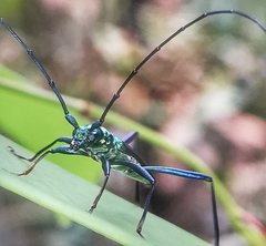 Chloridolum thomsoni