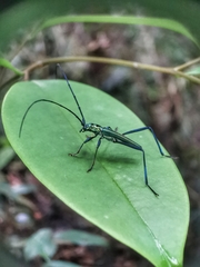 Chloridolum thomsoni