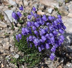 Campanula cespitosa