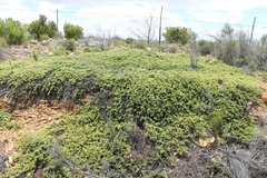 Aspalathus rigidifolia