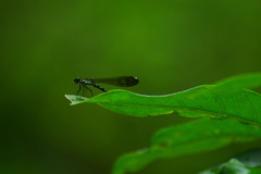 Heliocypha perforata