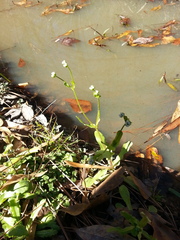 Valerianella radiata