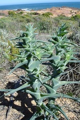 Ferraria foliosa