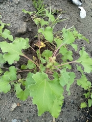 Xanthium orientale riparium