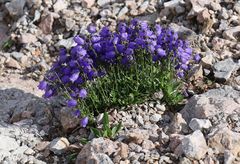 Campanula cespitosa