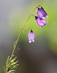 Campanula cespitosa