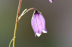 Campanula cespitosa