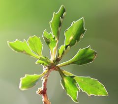 Campanula cespitosa