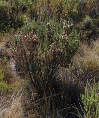 Aspalathus triquetra