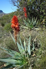 Aloe arborescens × ferox
