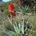 Aloe arborescens × ferox - Photo (c) juddkirkel，保留部份權利CC BY-NC
