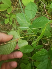 Rubus stipulatus