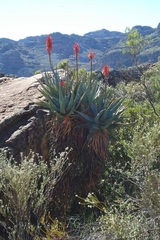 Aloe arborescens × ferox