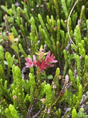 Exobasidium cassiopes