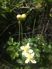 Clematis lasiantha