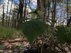 Trillium erectum erectum