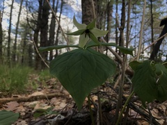Trillium erectum erectum