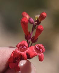 Penstemon utahensis