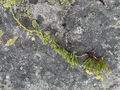 Diphasiastrum alpinum image