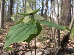Trillium erectum erectum