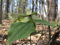 Trillium erectum erectum