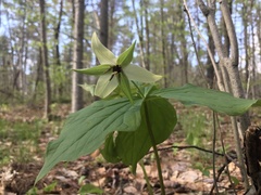 Trillium erectum erectum