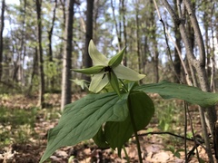 Trillium erectum erectum