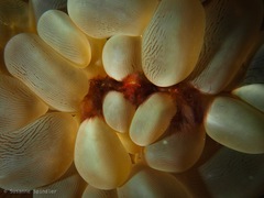 Achaeus japonicus