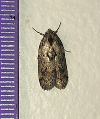 Philobota polypenthes