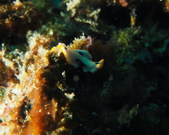 Pseudoceros scriptus