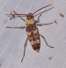 Megacyllene antennata