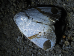 Sphragifera biplagiata