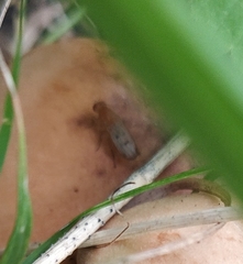 Suillia variegata