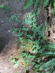 Lysimachia latifolia