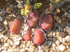 Gibbaeum nuciforme