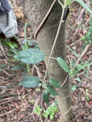 Vincetoxicum hirsutum