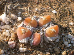 Gibbaeum nuciforme