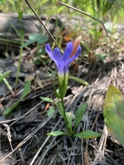 Gentianopsis barbellata